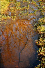 Thumbnail of photo from this article